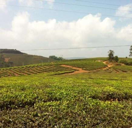 Kunming Tea Plantation 1