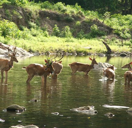 Longrui Nature Reserve 1