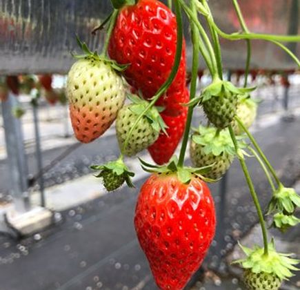 Strawberry Land Nakanishi 1