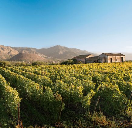 Kizan Winery 1