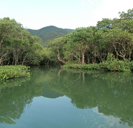 Mangrove Primeval Forest 1