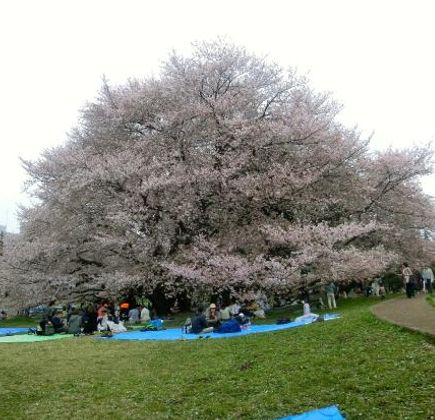 Kinuta Park 1