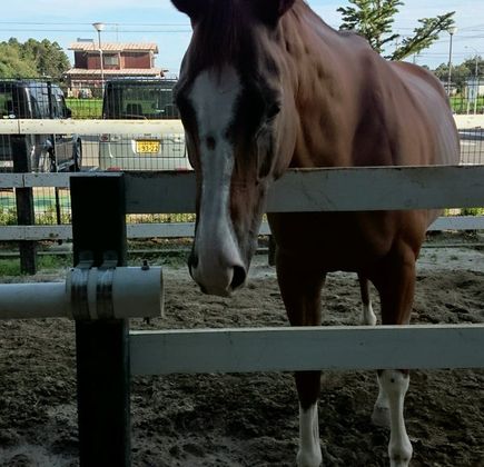 Horse Riding Club Crane Chiba Tomisato 1
