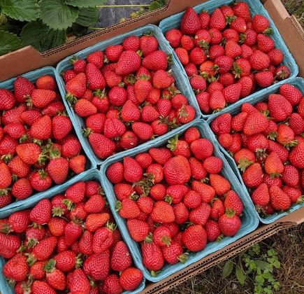 Hayashi Strawberry Farm 1
