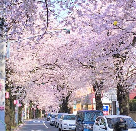 Tokiwadaira Cherry Blossom Promenade 1
