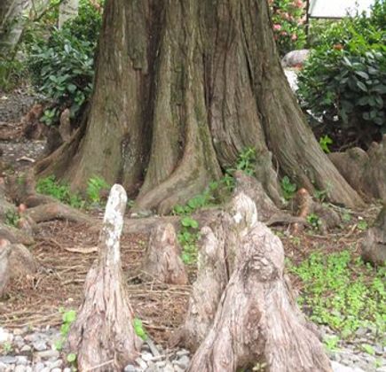 Chen's Pine Tree Garden 1