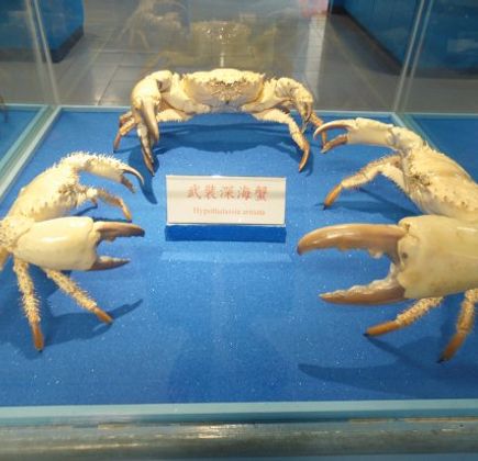 Crab Museum 1