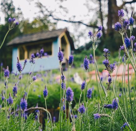 Lavender Cottage 1