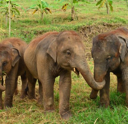 Elephant Rescue Park 1