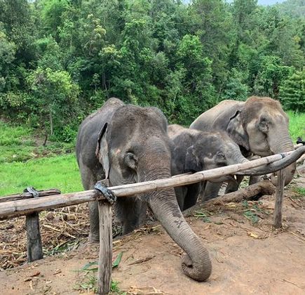 Karen Elephant Habitat 1