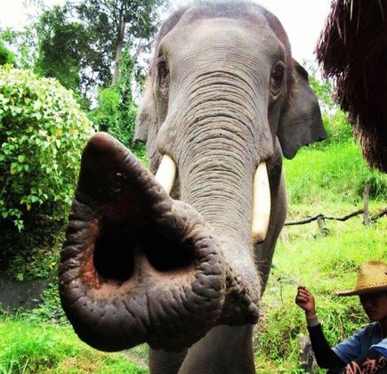 Thai Elephant Home 1