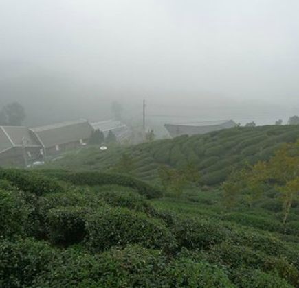Lugu Tea Culture Center 1