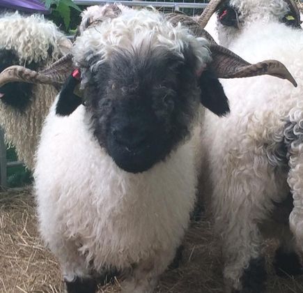 Woolley Animals Alpaca Walking Devon 1