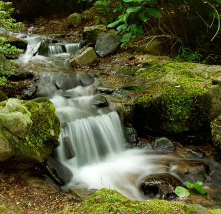 Garvan Woodland Gardens 1