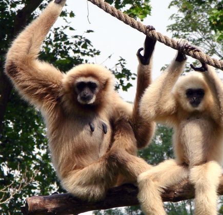Gibbon Rehabilitation Project 1