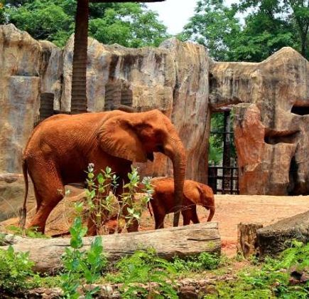Nakhon Ratchasima Zoo 1