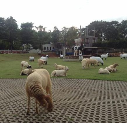 The Scenery Vintage Farm - Tourism 1