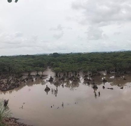Tien Yen Mangrove Forest 1