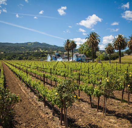 Wooden Valley Winery 1