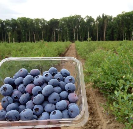 Ishiguro Blueberry Farm 1