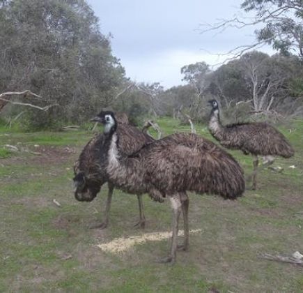 Cockatoo Downs Farmstay 1