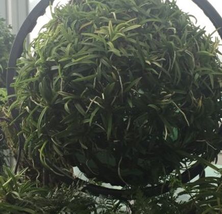 UriKkot Botanical Garden 1