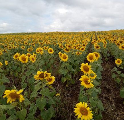 Manee Sorn Sunflower Field 1