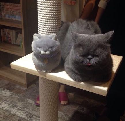 Cat Cafe Calico Musashino 1