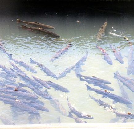 Penglai River Fish Watching Trail 1