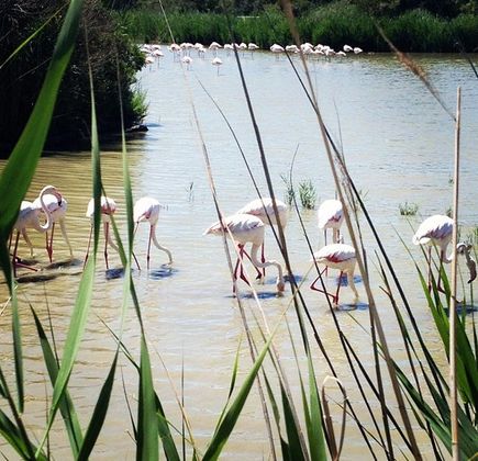 Le Parc Ornithologique de Pont de Gau 1