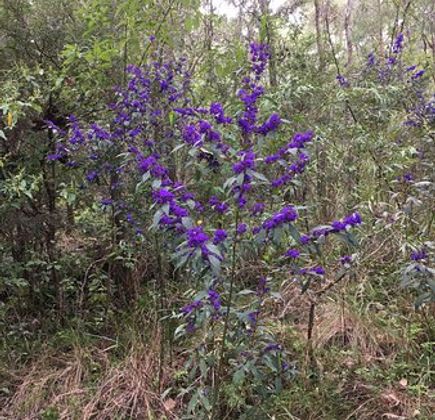 Greater Beedelup National Park 1