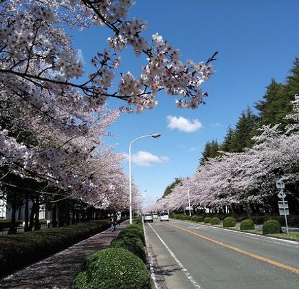 Norin Sakuradori 1