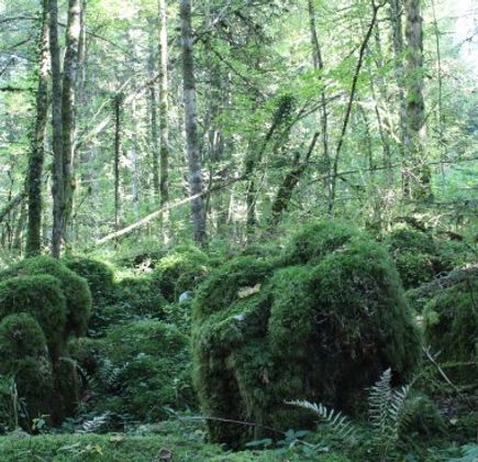 La Forêt de la Joux 1