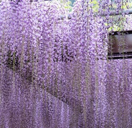 Japanese Wisteria of Kurogi 1