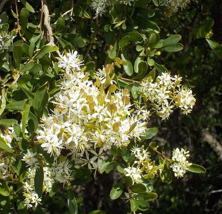 Jim Willis Reserve 1