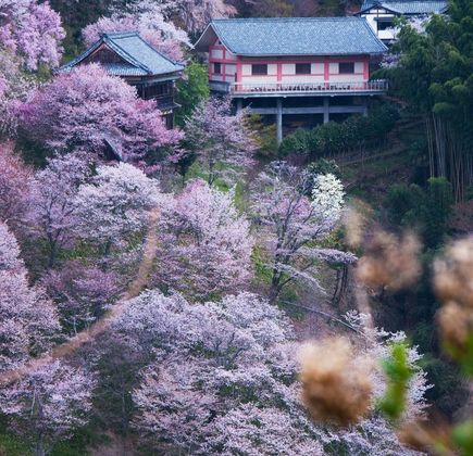 Yoshino 1