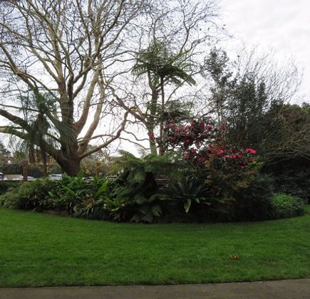 E G Waterhouse National Camellia Gardens 1