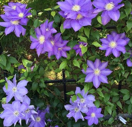 Clematis no Oka 1
