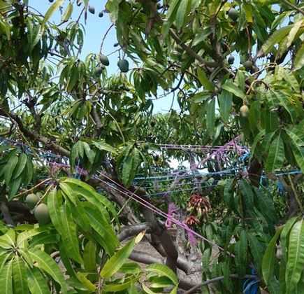 Golden Drop Mango Winery 1