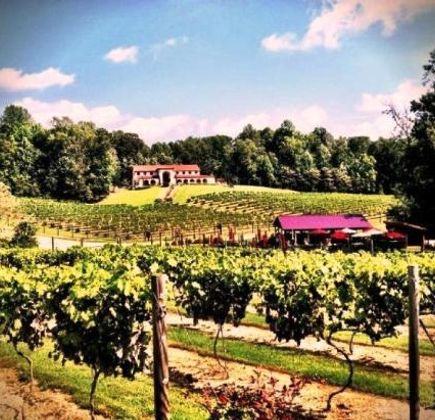 Running Hare Vineyard 1