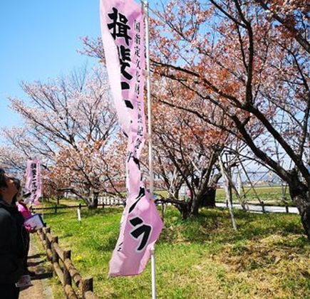 Ibi Nido Zakura Cherry Blossom 1