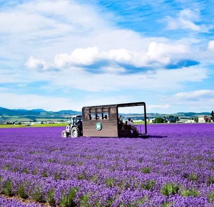 Farm Tomita Lavender East 1