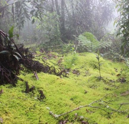 Sendero Ecoturistico 1