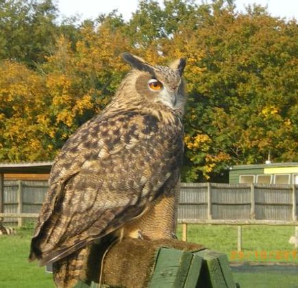 Rare Breeds Centre 1