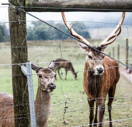 Red Stag - Deer and Emu Farm 1