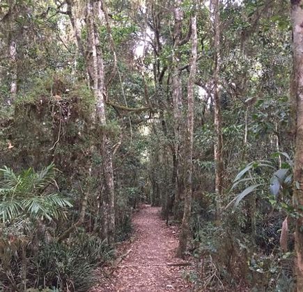 Border Ranges National Park 1