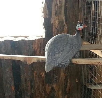 Green Farmstead Bird Park 1