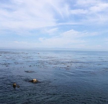 Monterey Bay National Marine Sanctuary 1