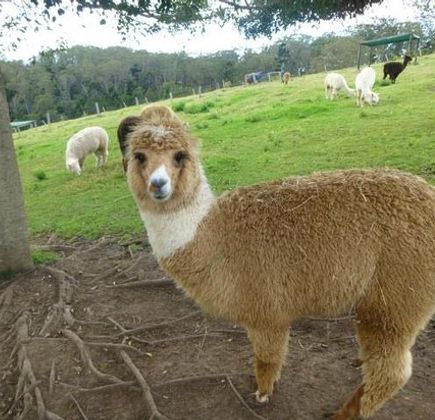 Mountview Alpaca Farm 1
