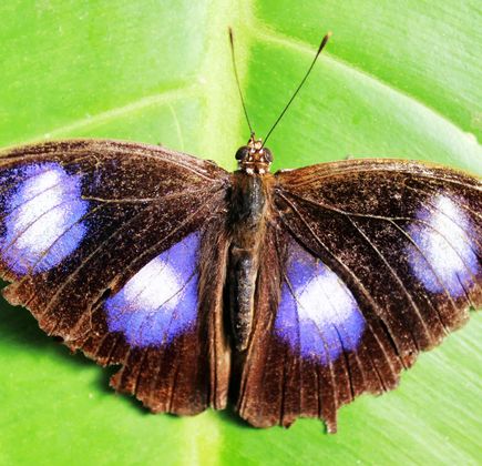 Coffs Harbour Butterfly House 1